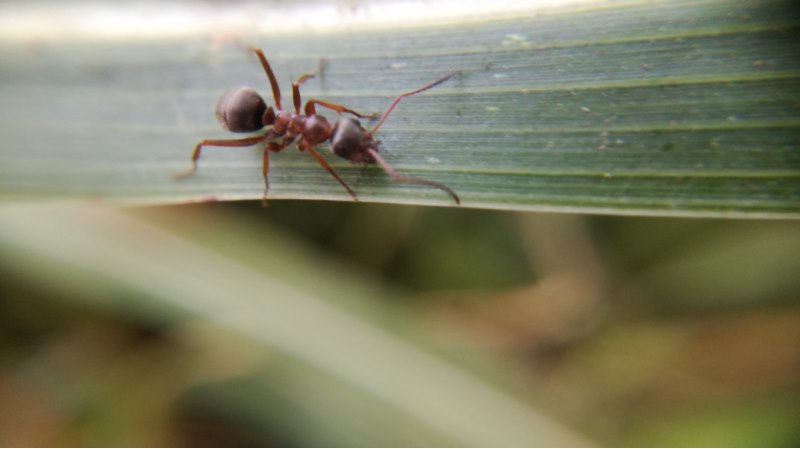 Formichina da identificare:  Formica sp.