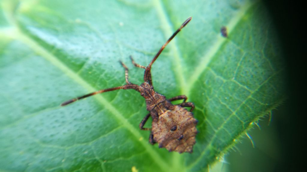 ninfa di Coreus marginatus (Coreidae)