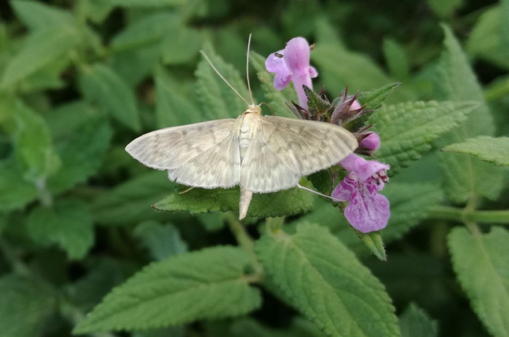 Crambidae: Patania ruralis