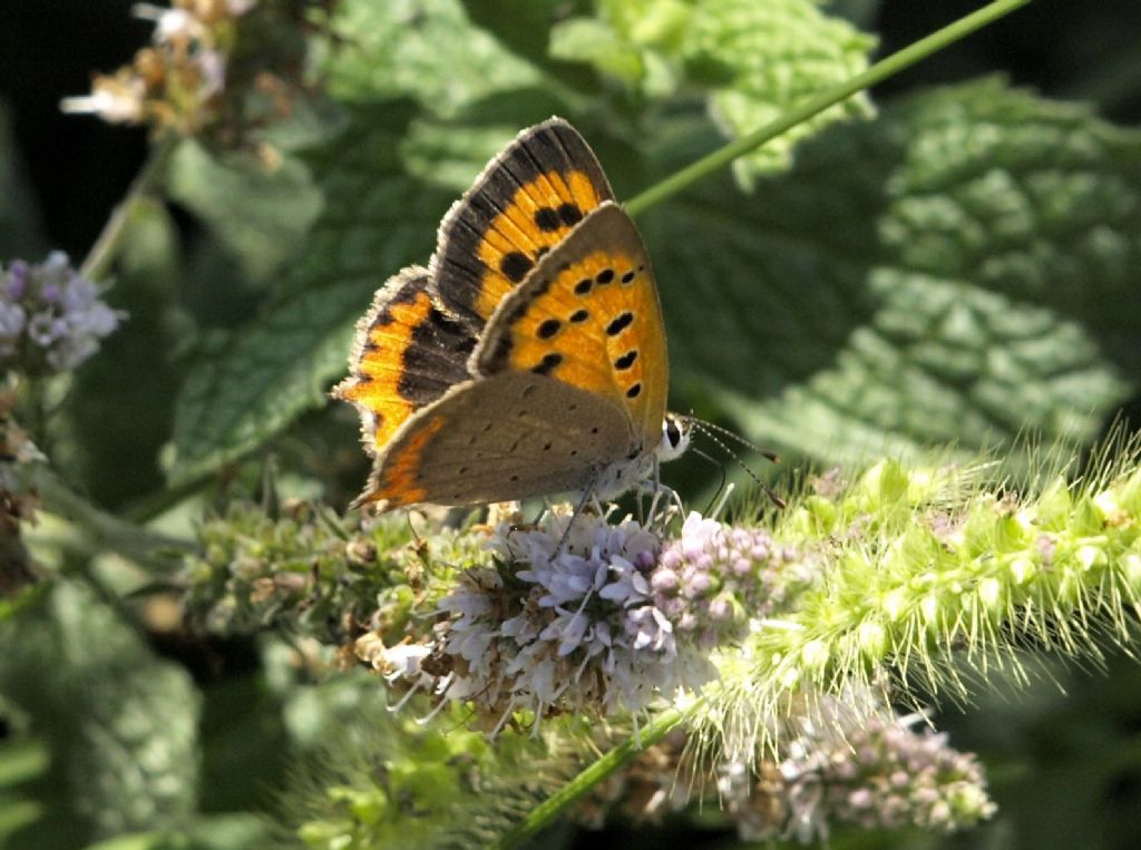 Lycenidae: Lycaena phlaeas