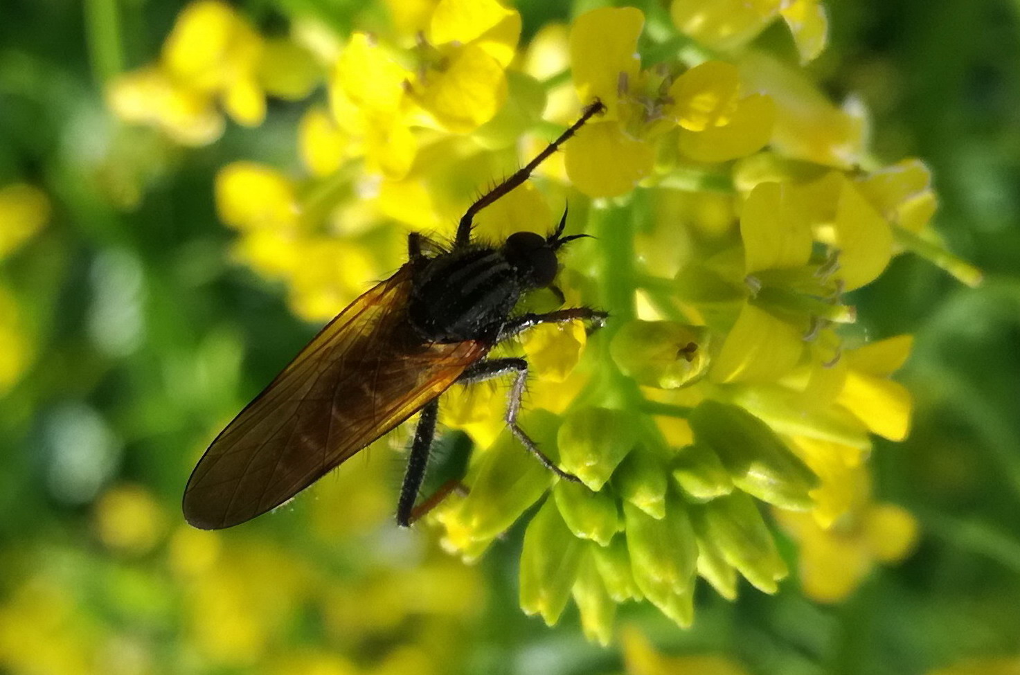 Empis sp. (Empididae)