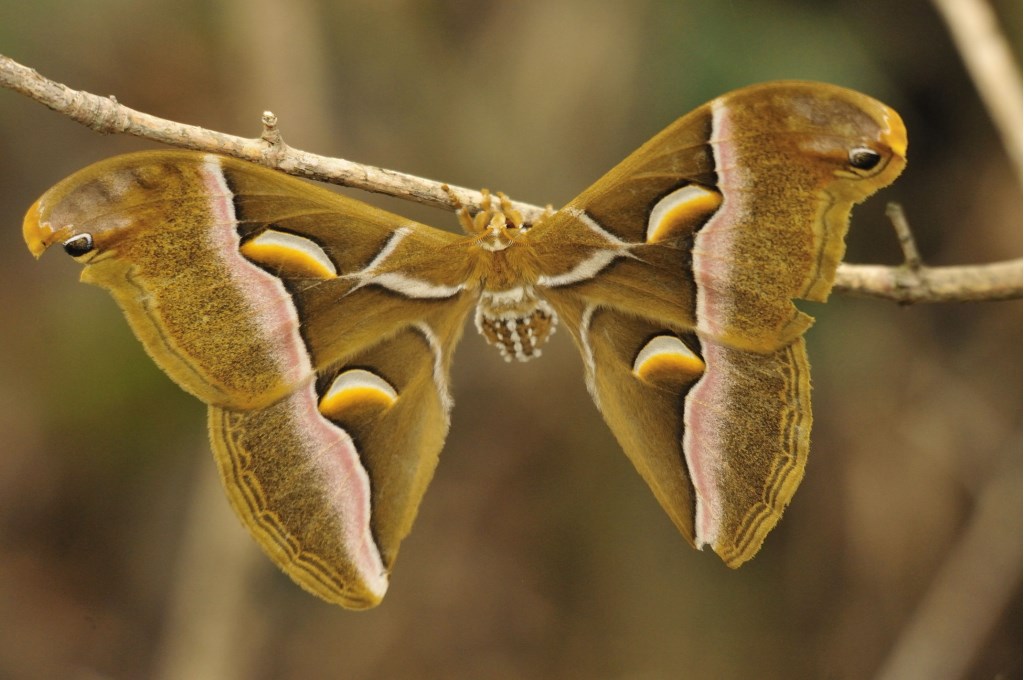 Samia cynthia (Saturniidae)