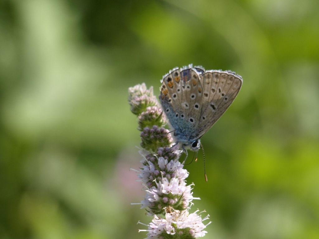 Polyommatus icarus  (Lycenidae)