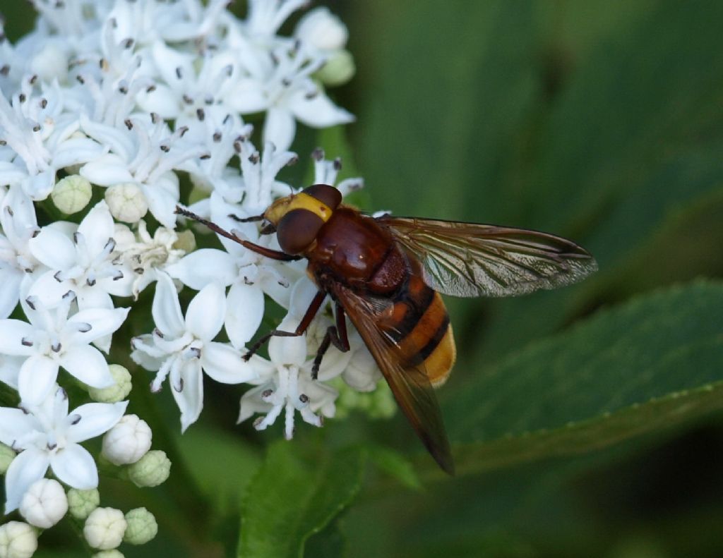 Volucella zonaria, femmina (Syrphidae)