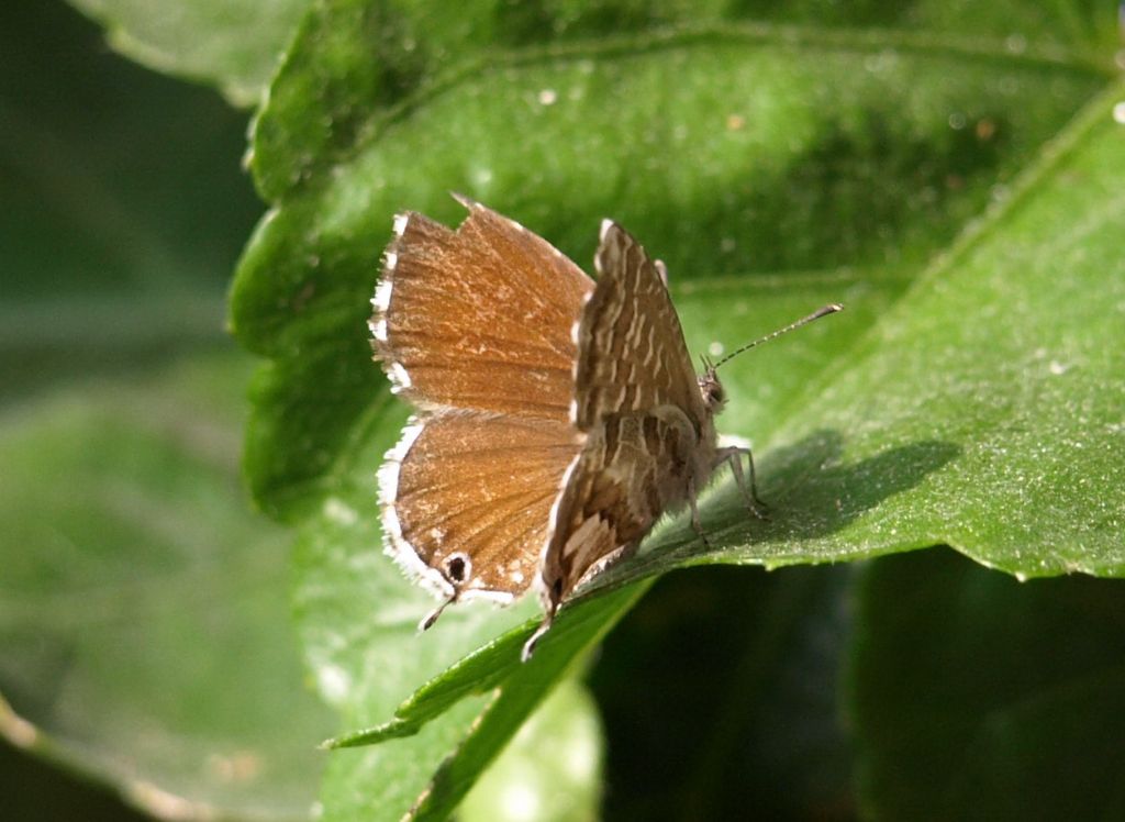 Cacyreus marshalli (Lycaenidae)
