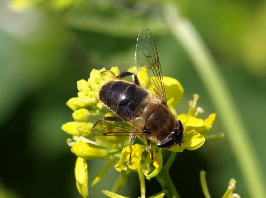 Eristalis tenax ?...  Eristalis sp.