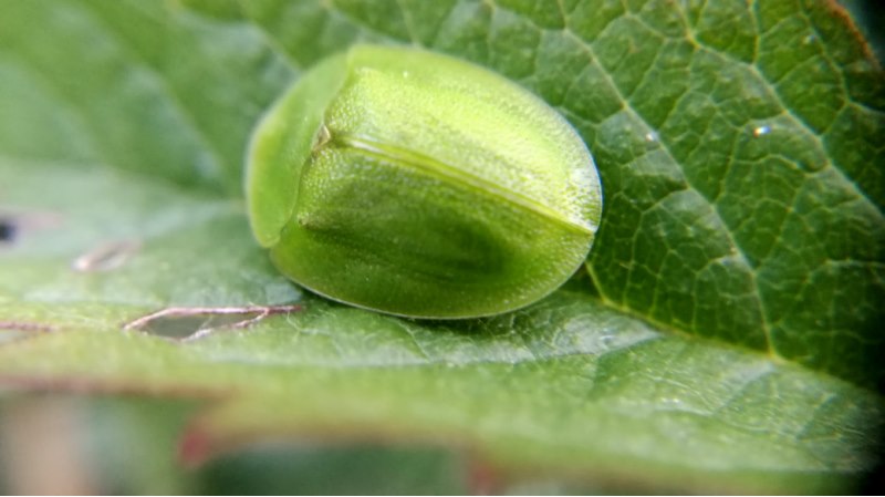 Chrysomelidae: Cassida viridis