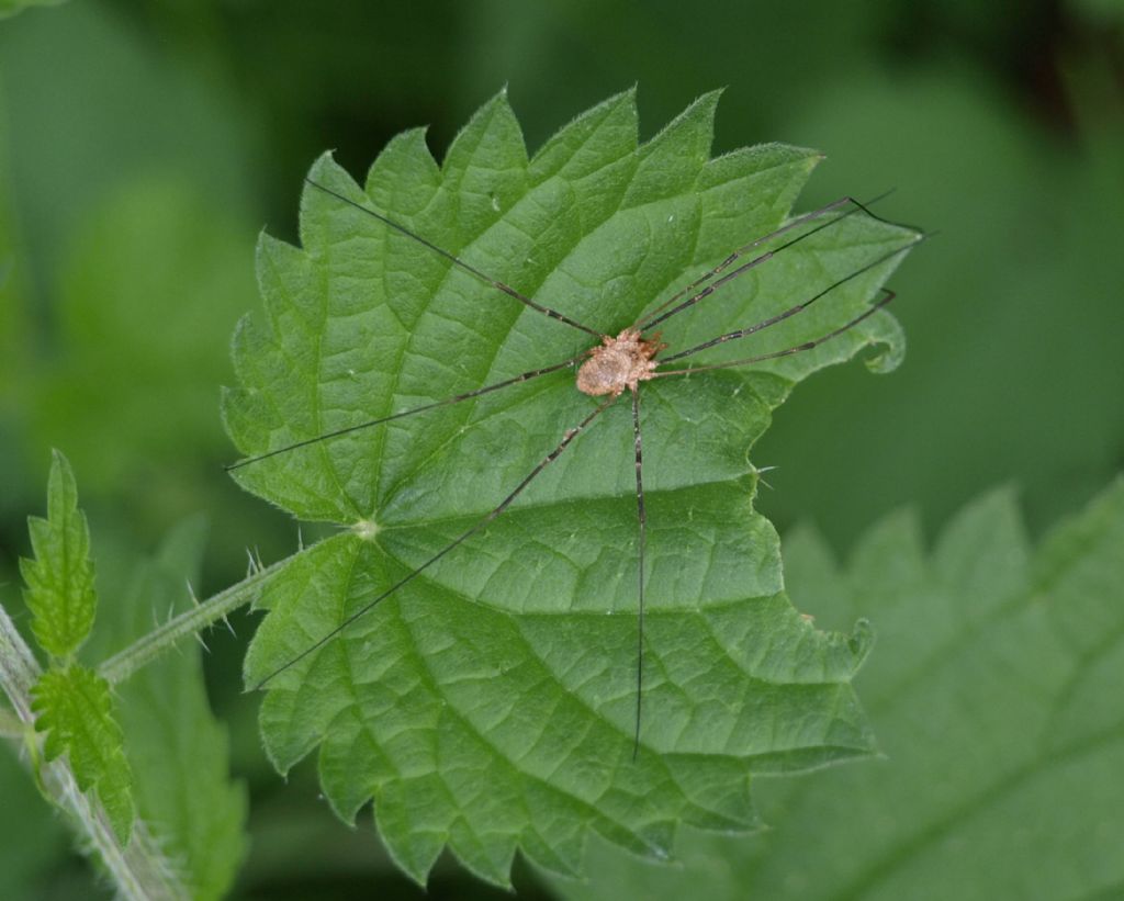 Da determinare - Phalangiidae