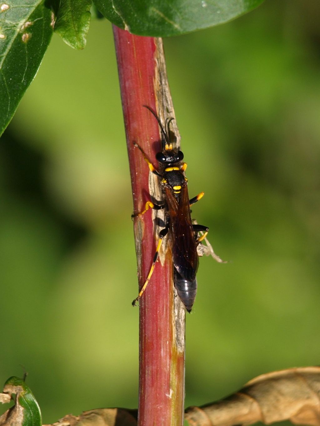 Imenottero da determinare: Sceliphron caementarium