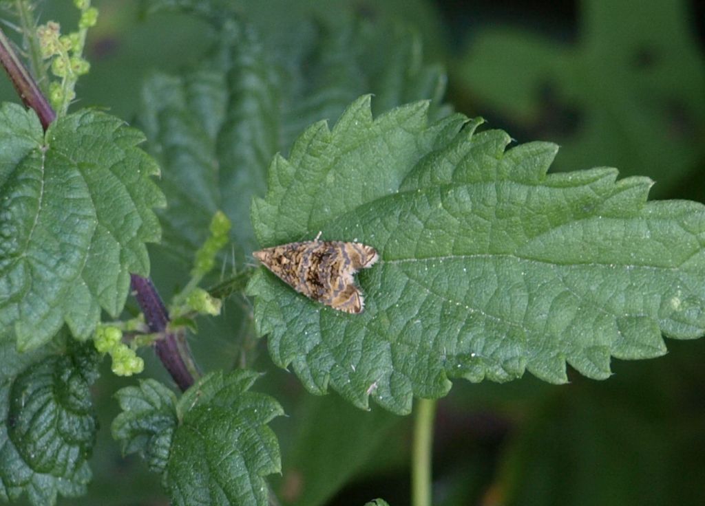 Celypha lacunana (Tortricidae)