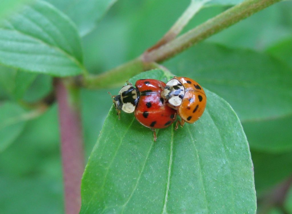 Coleottero da determinare: Harmonia axyridis