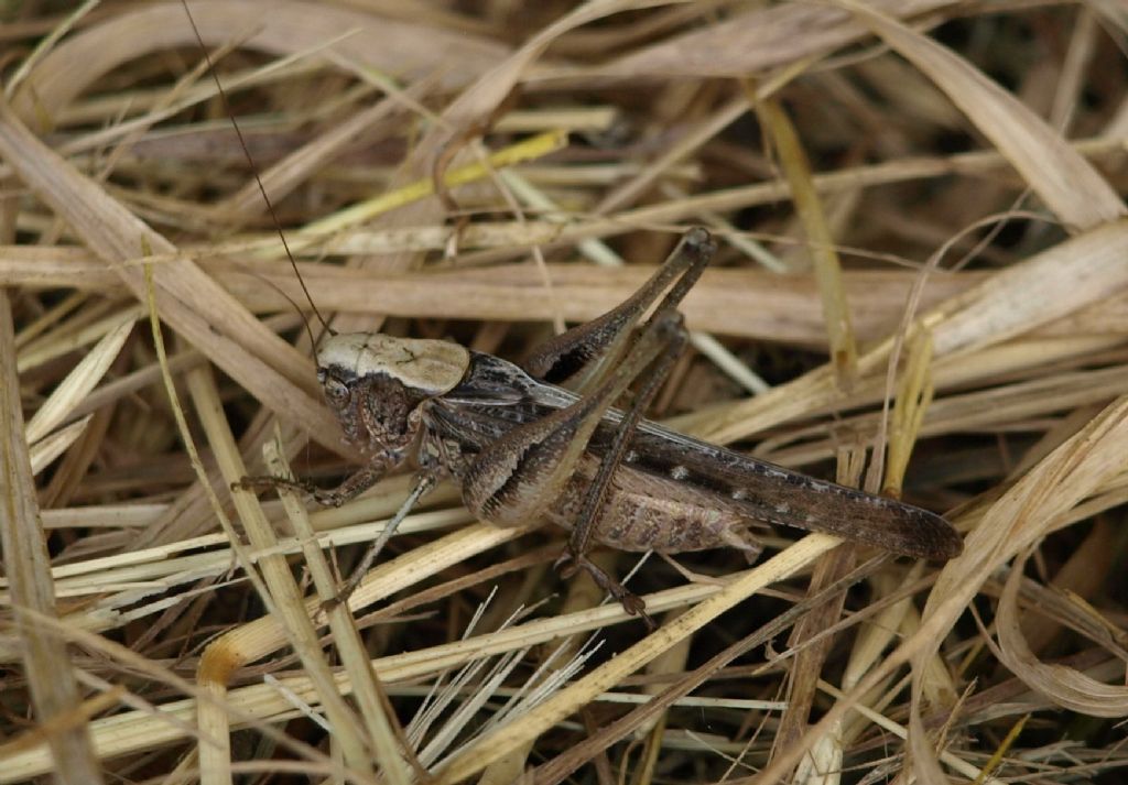 Platycleis cfr. grisea (Tettigoniidae)