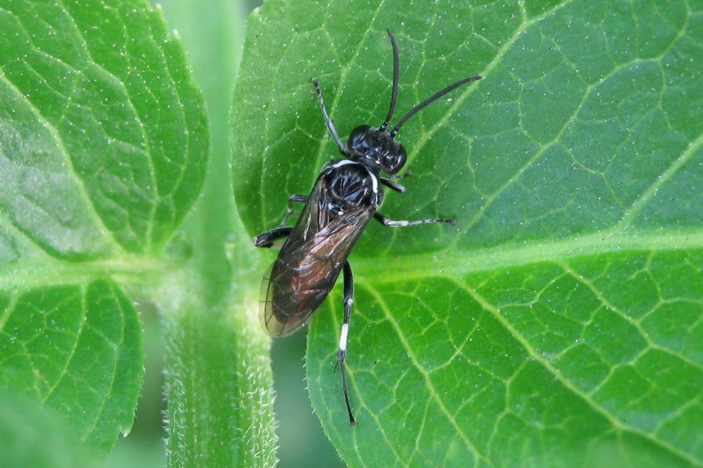 Insetto da determinare: Macrophya sp.