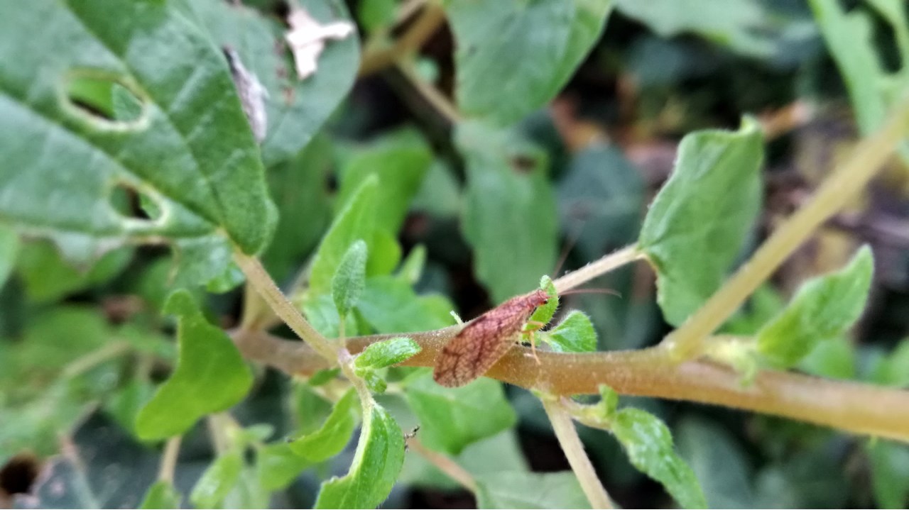 Micromus angulatus (Hemerobiidae)