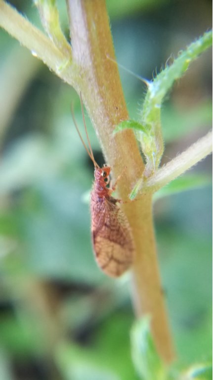 Micromus angulatus (Hemerobiidae)