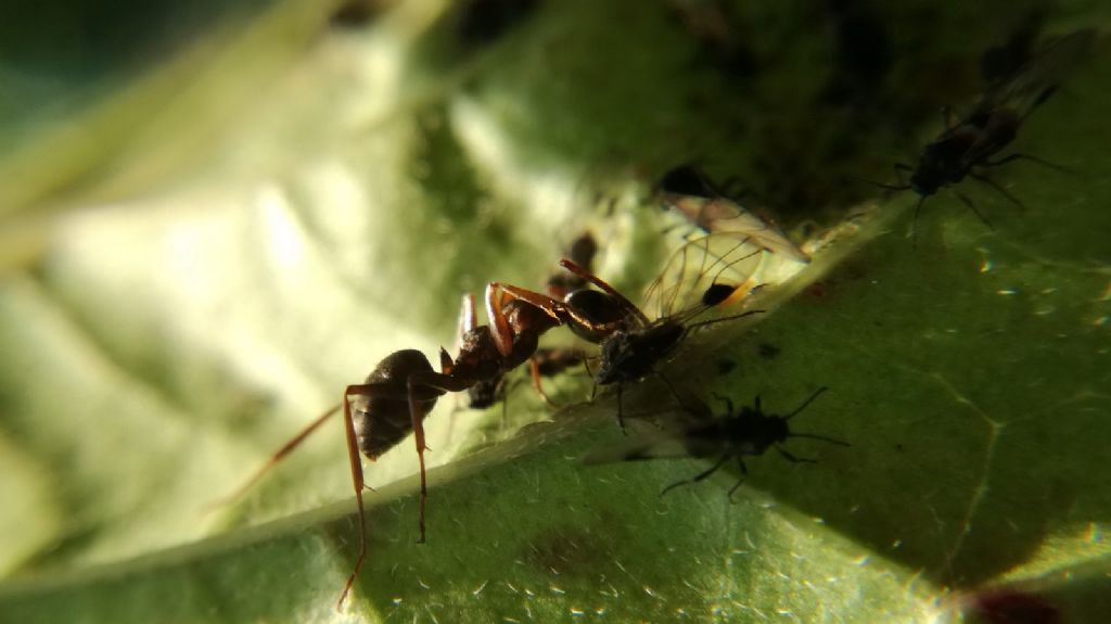 Homoptera Sternorrhyncha; Psilloideo.