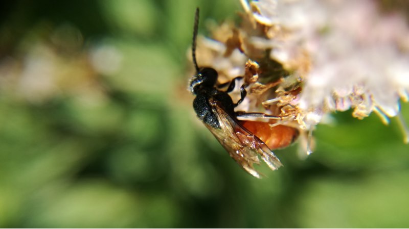 Sphecodes sp. (Apidae Halictinae)