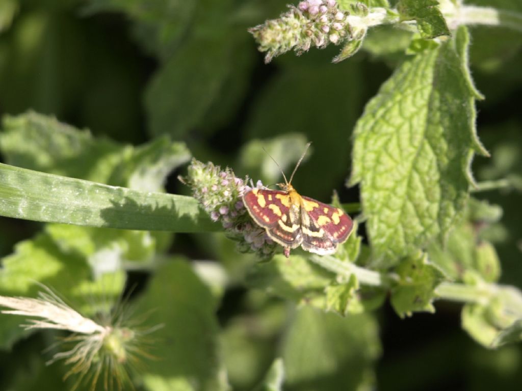 Pyrausta purpuralis  (Crambidae)