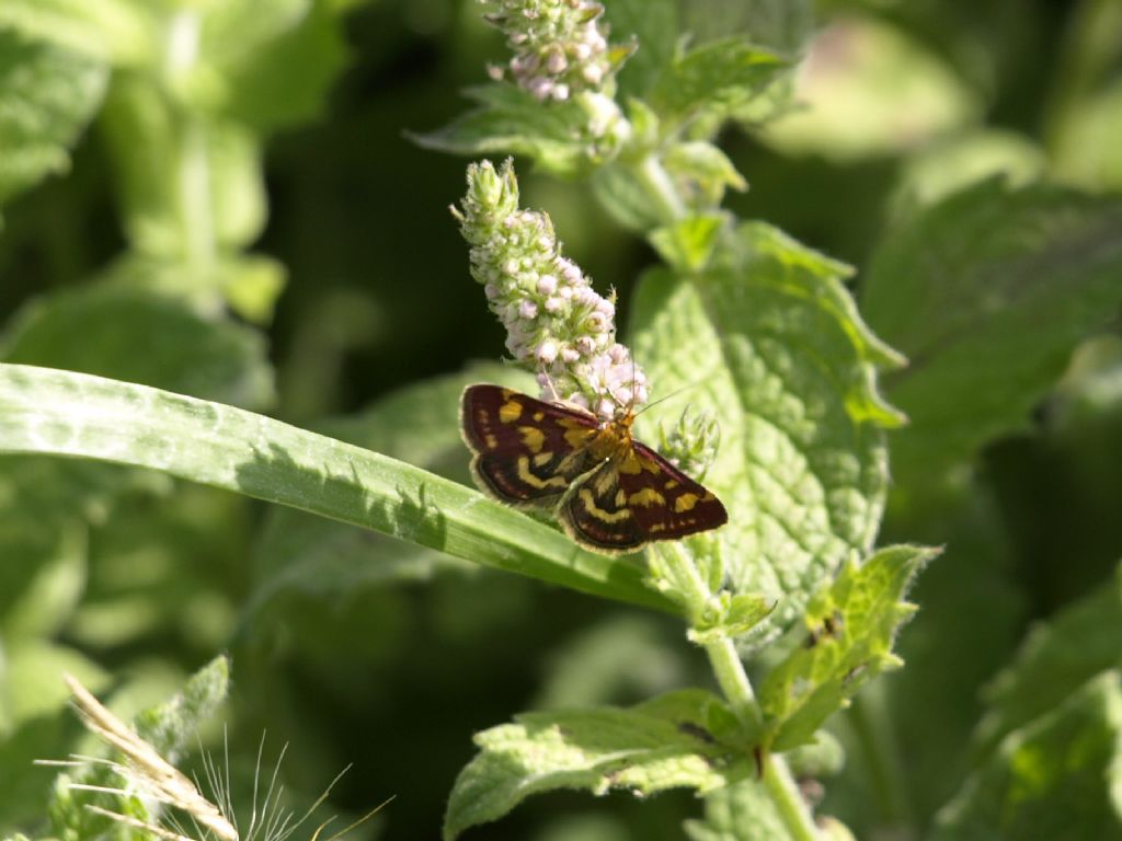 Pyrausta purpuralis  (Crambidae)