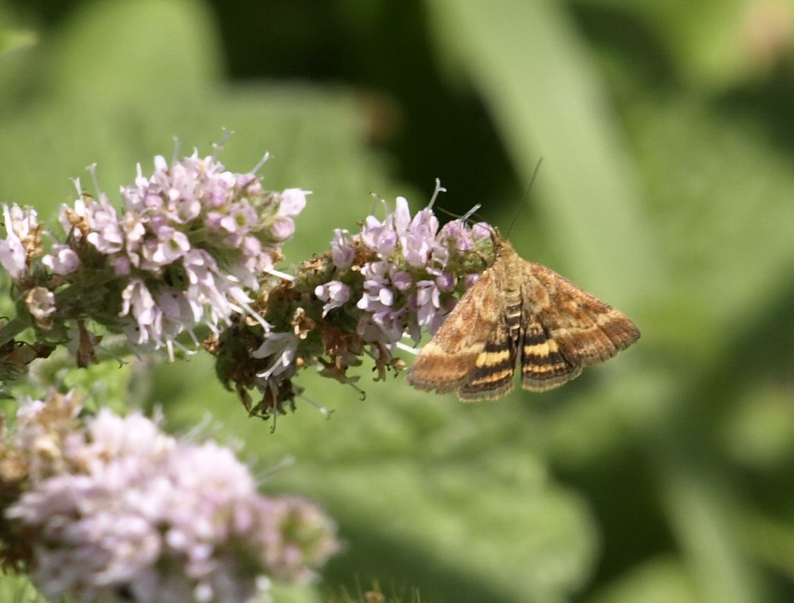 Pyrausta despicata