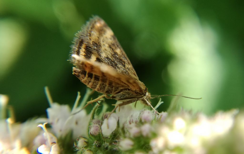 Pyrausta despicata