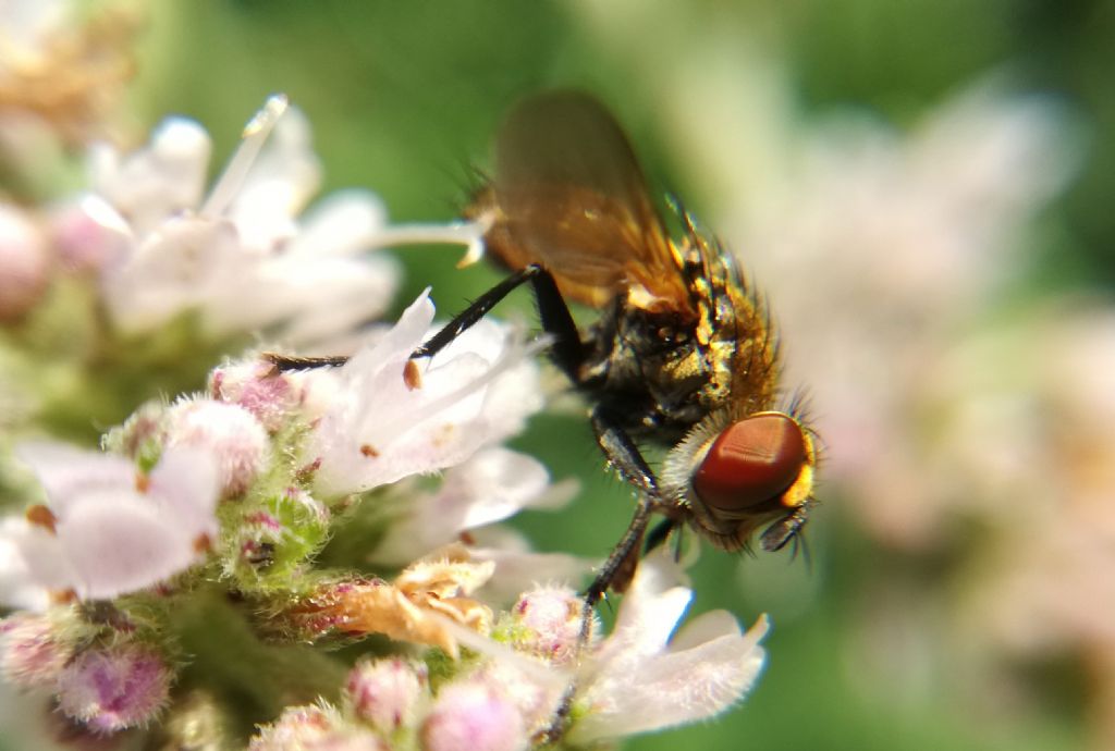 Diptero da determinare: Tachinidae Phasiinae: cfr. Eliozeta pellucens