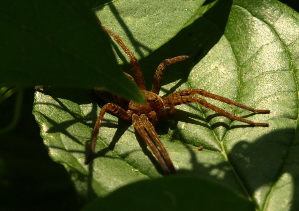 Dolomedes sp. (cfr.) - Crema (CR)