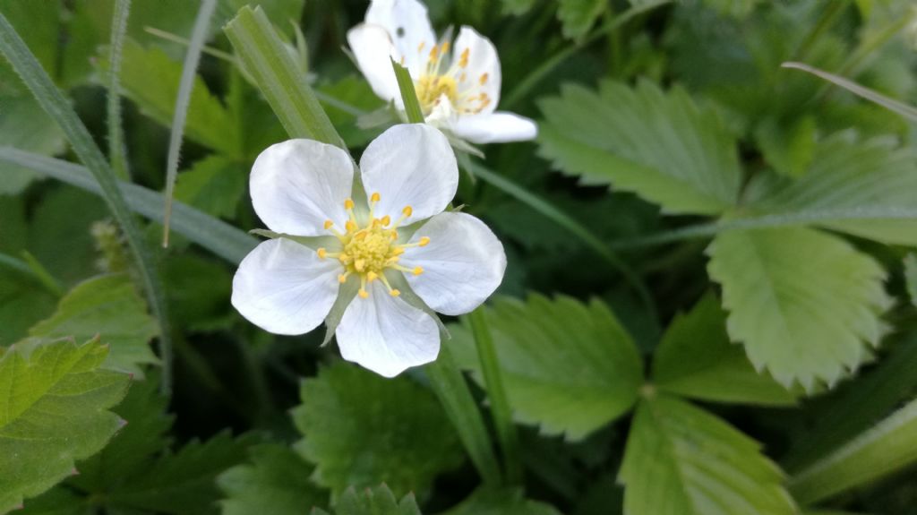 Rosaceae: Fragaria sp.