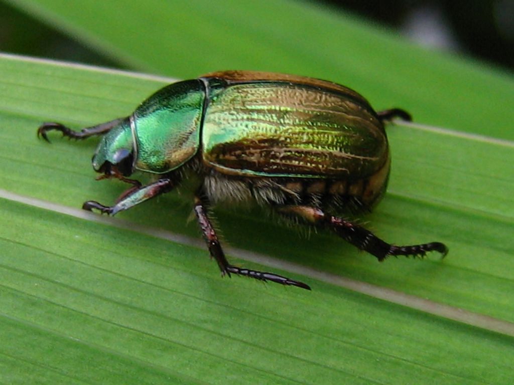 Rutelidae: Mimela junii