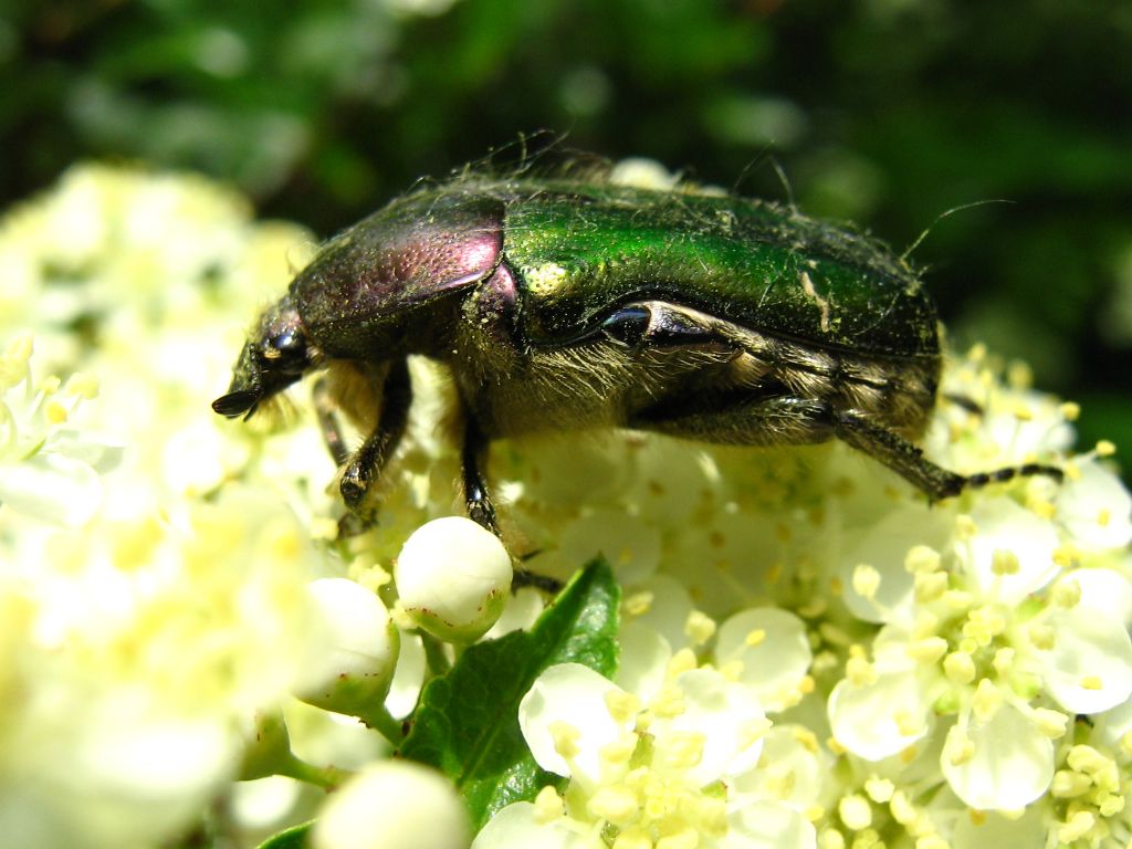 Cetoniidae: Cetonia aurata ssp. pisana