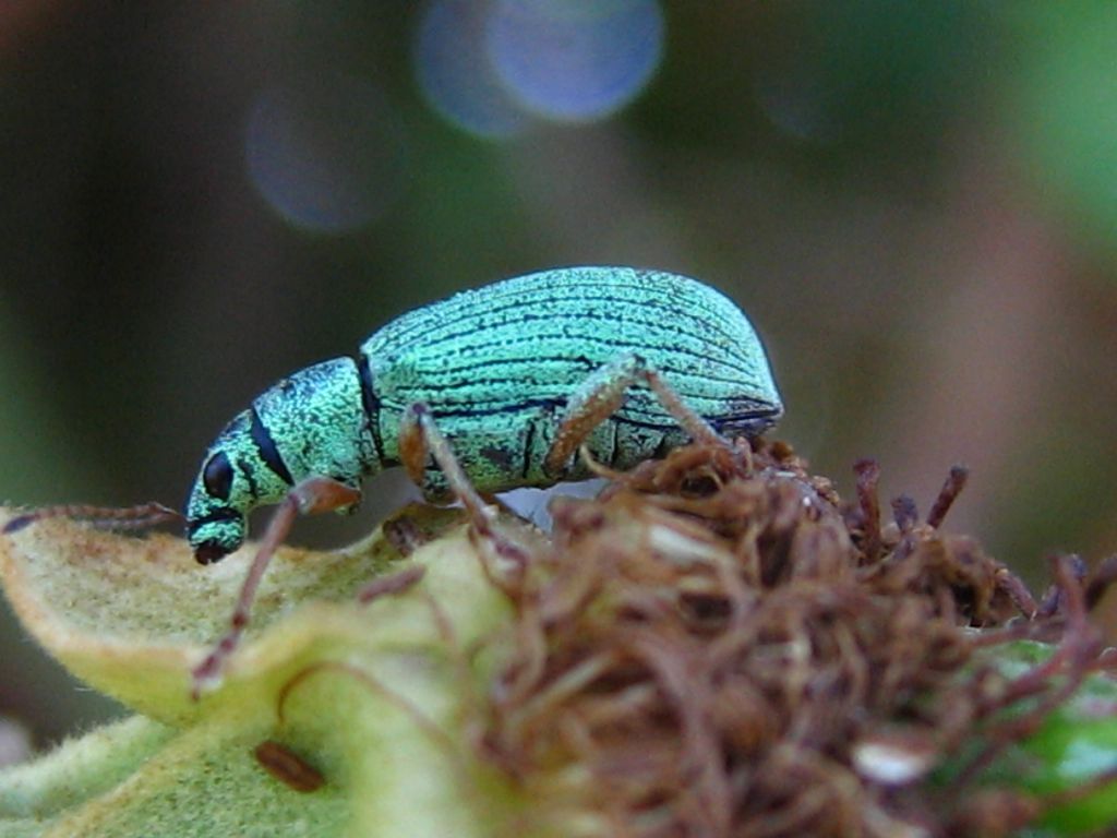 Coleottero Curculionidae da determinare