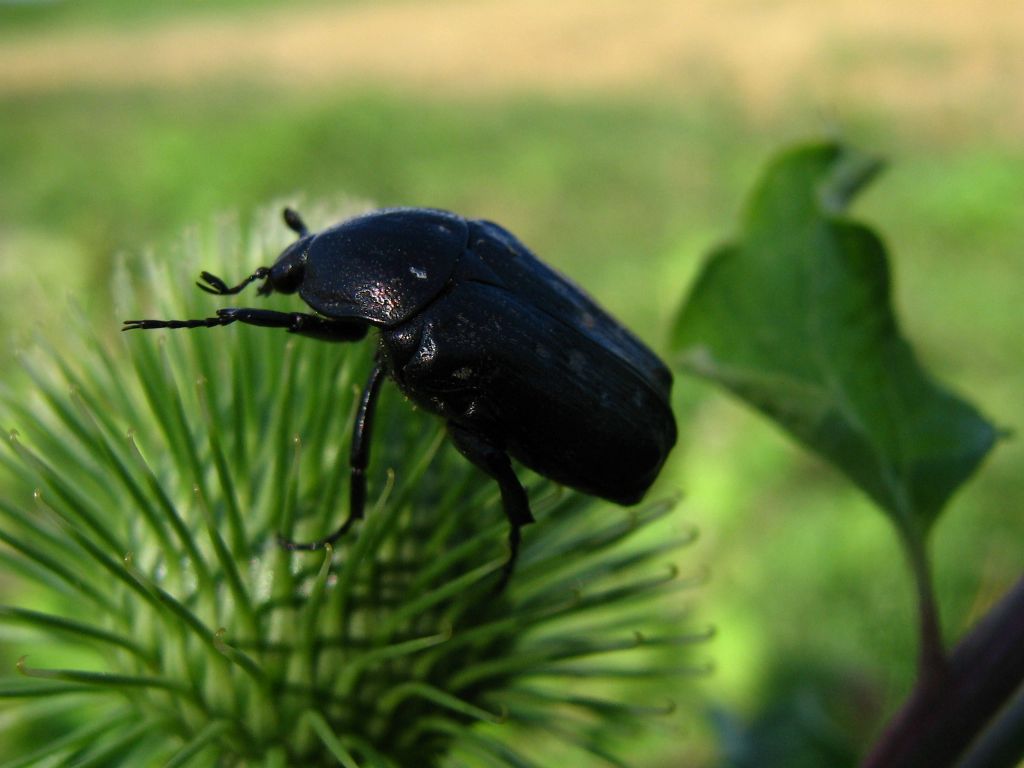 Cetoniidae: Oxythyrea funesta