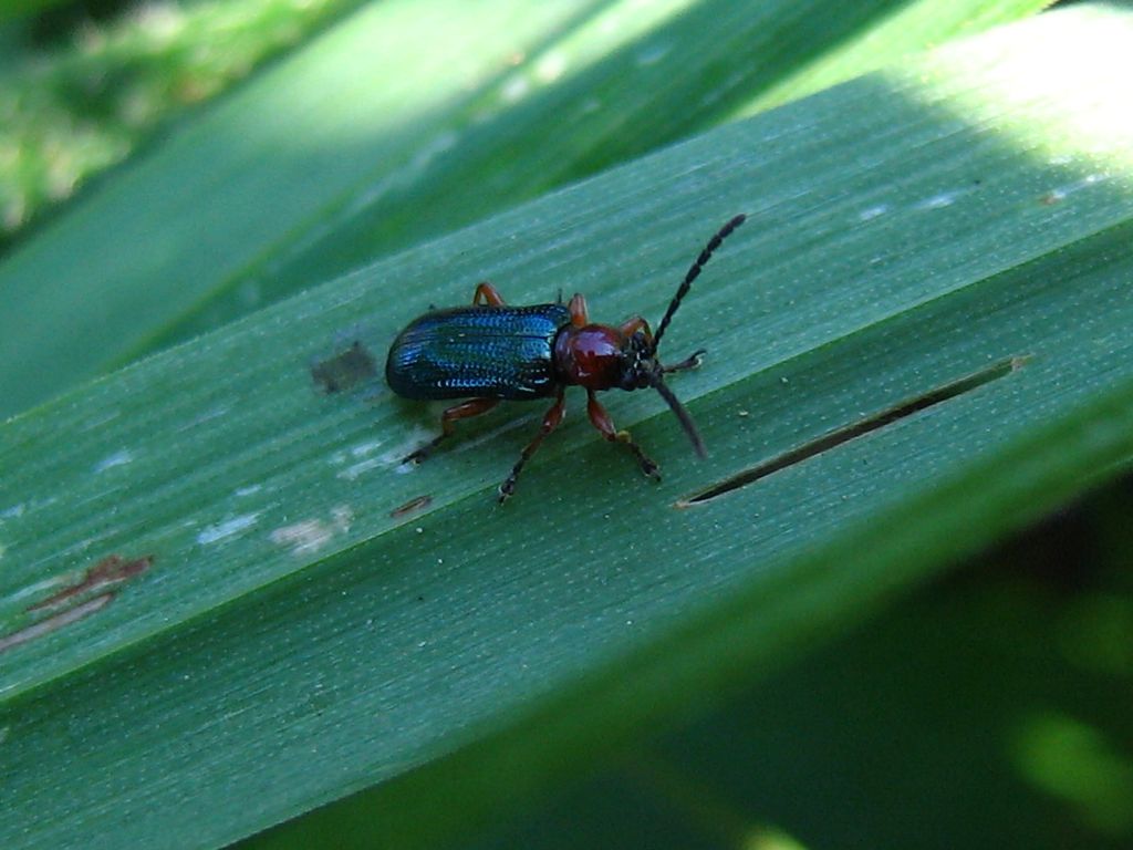 Chrysomelidae: Oulema melanopus oppure O. duftschmidi