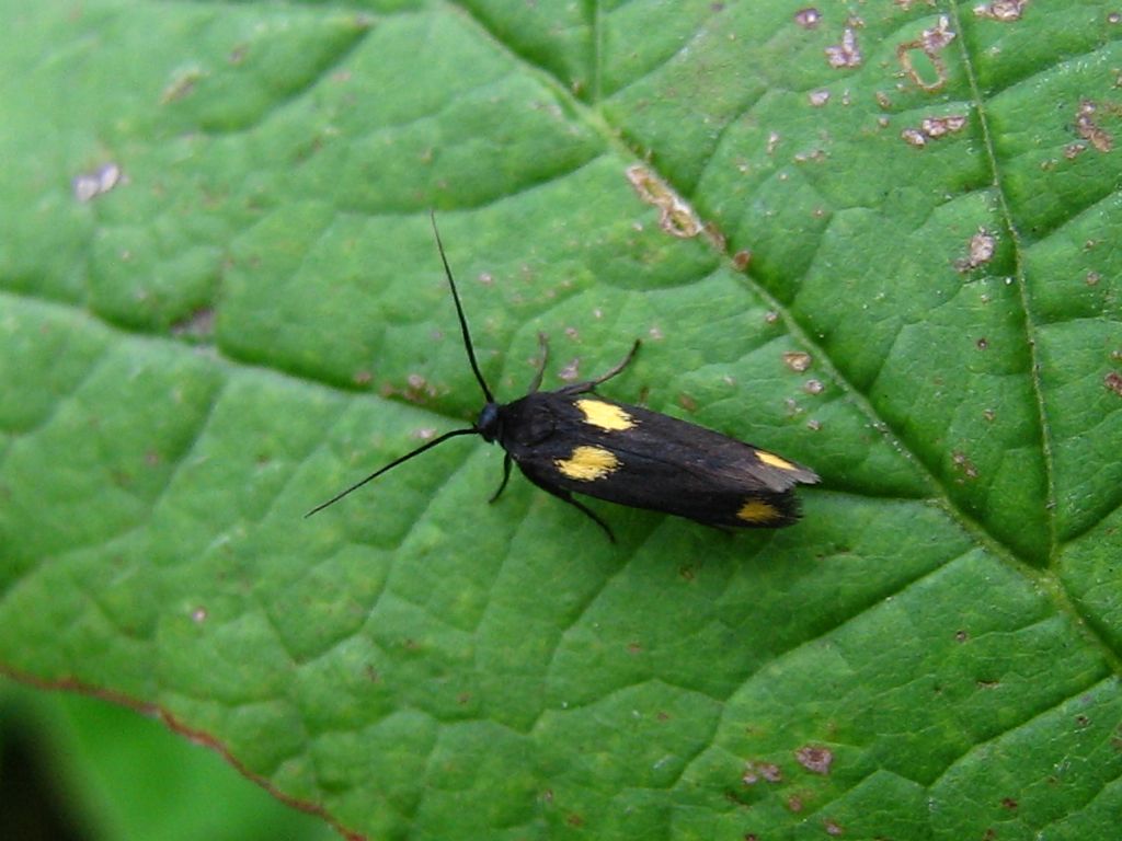 Coleottero (anzi, Lepidottero!) da ID: Scythris sinensis - Scythrididae