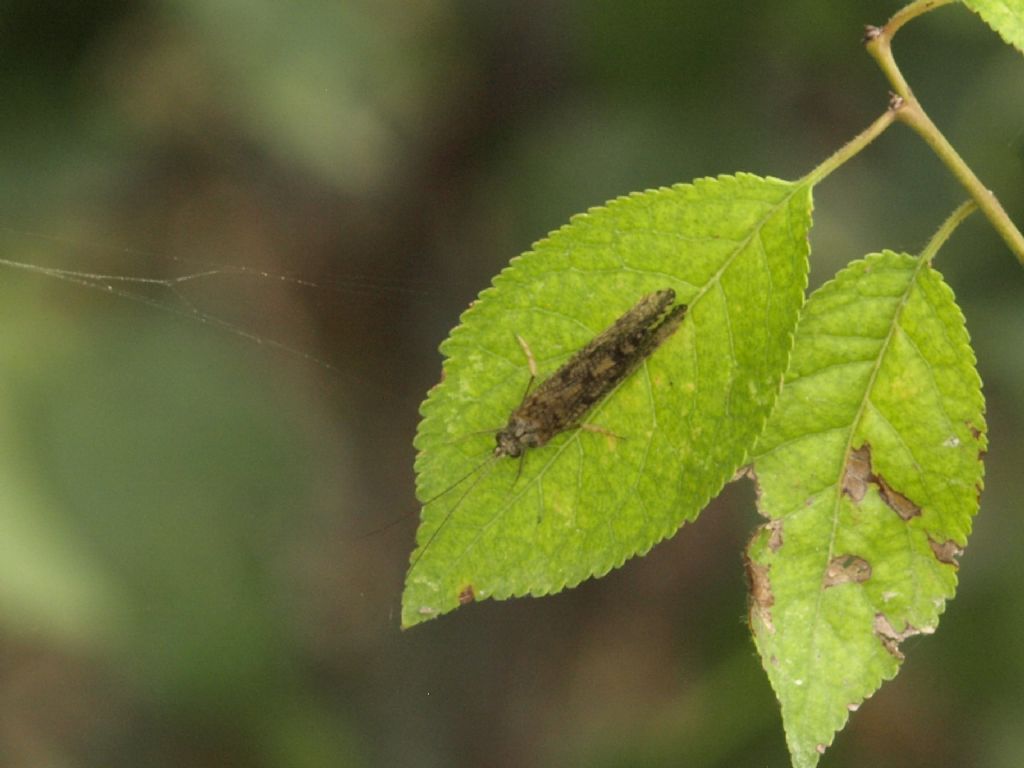 Insetto da determinare : Trichoptera - Rhyacophila sp.