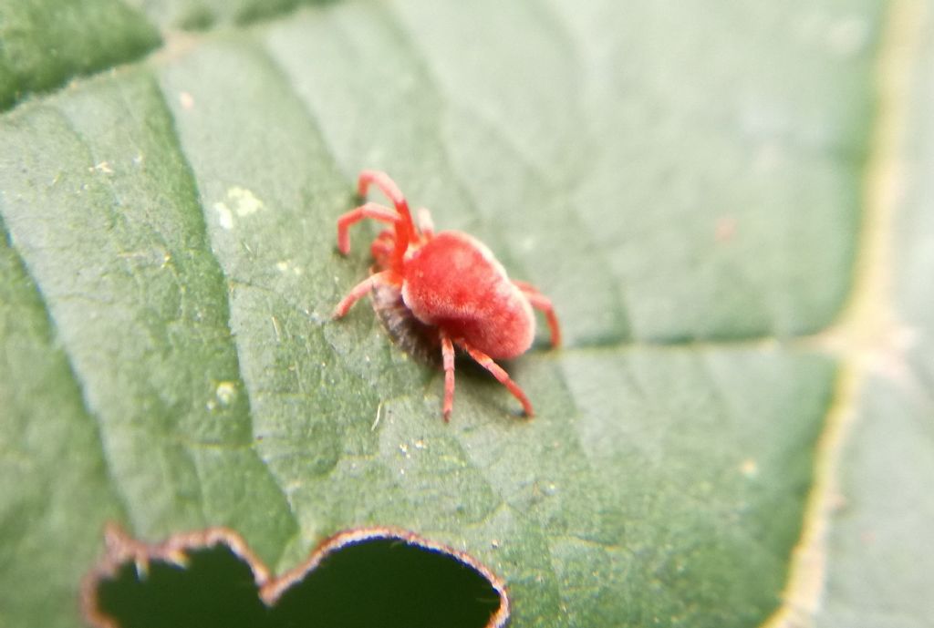 Trombidium sp. (cfr.)