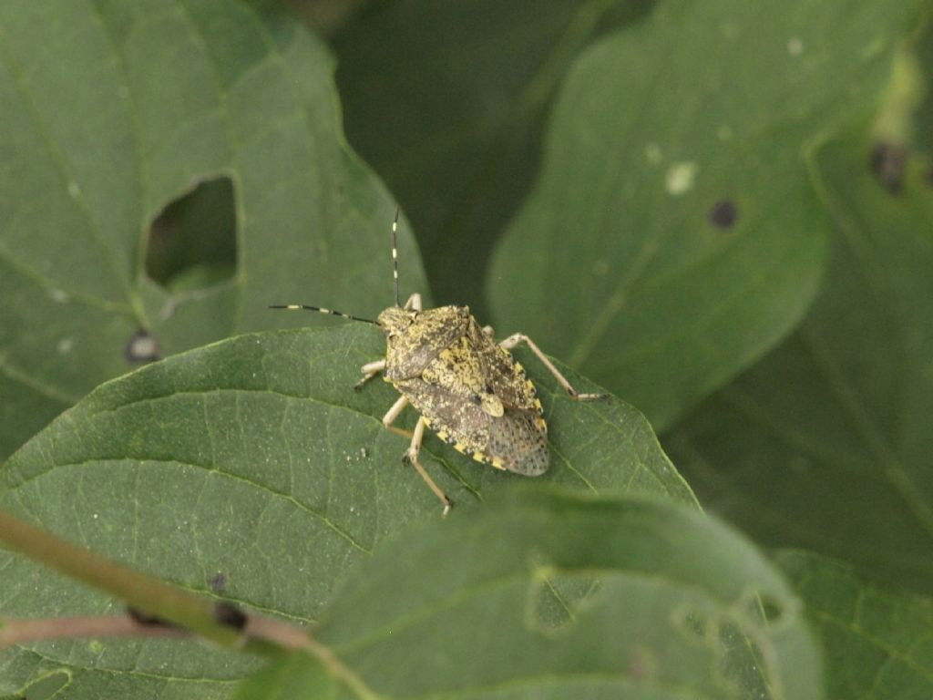 Pentatomidae: Rhaphigaster nebulosa ?  Sì !