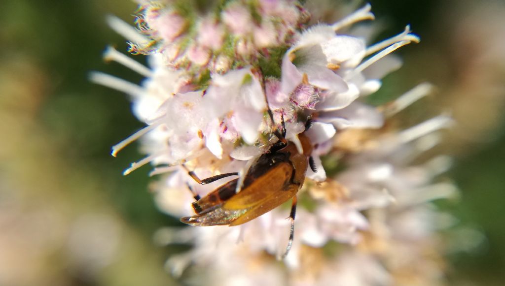 Ripiphoridae: Macrosiagon ferrugineum