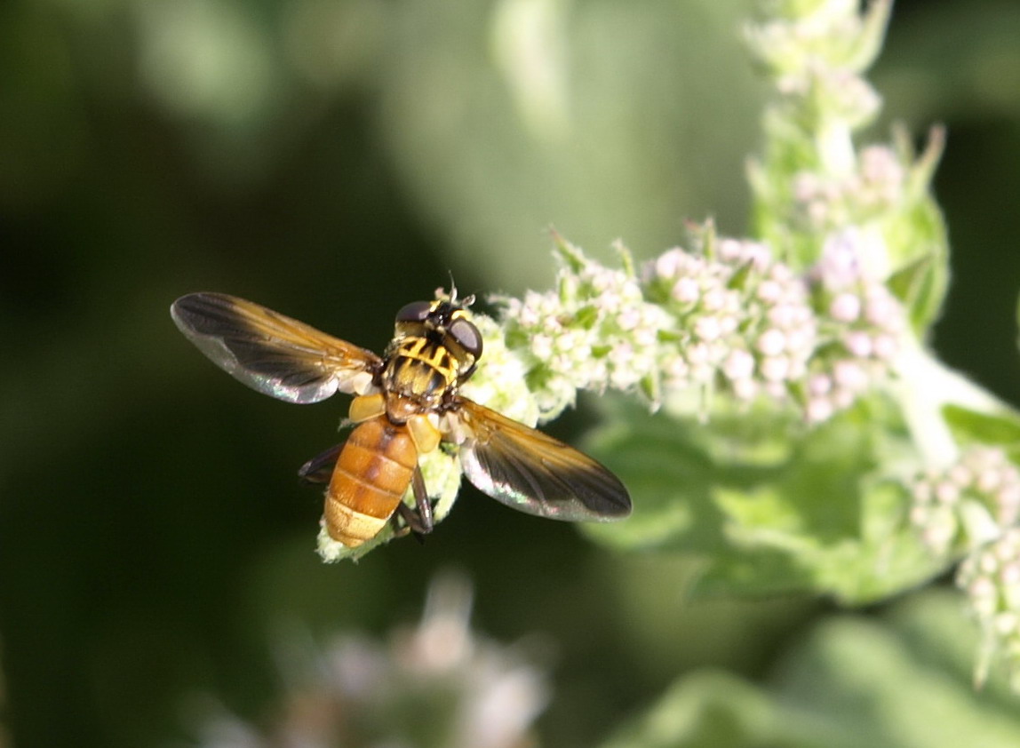 Trichopoda pennipes (Tachinidae)