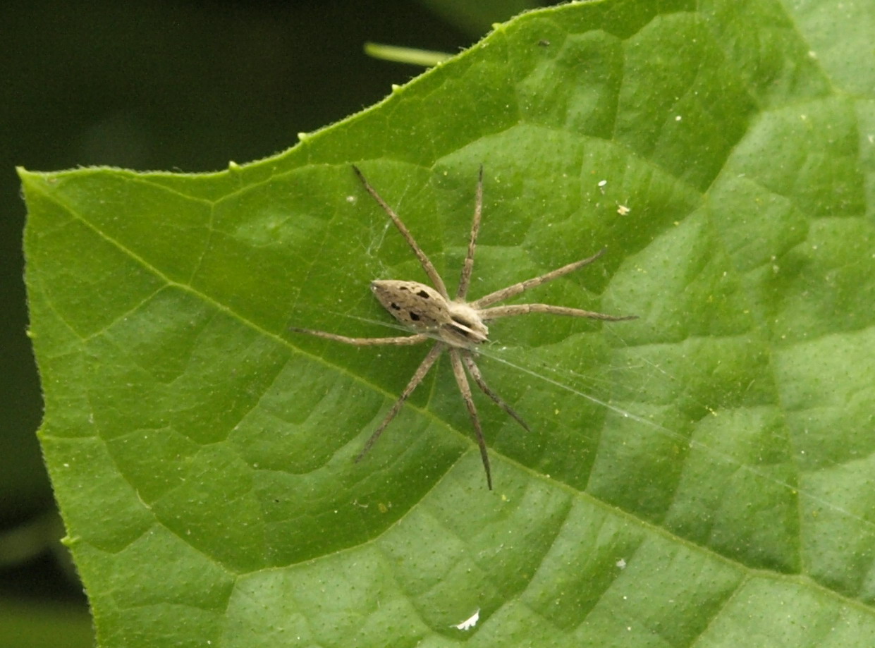 Pisaura sp. . Crema (CR)