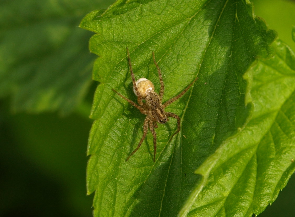 Pardosa cfr. hortensis - Crema (CR)