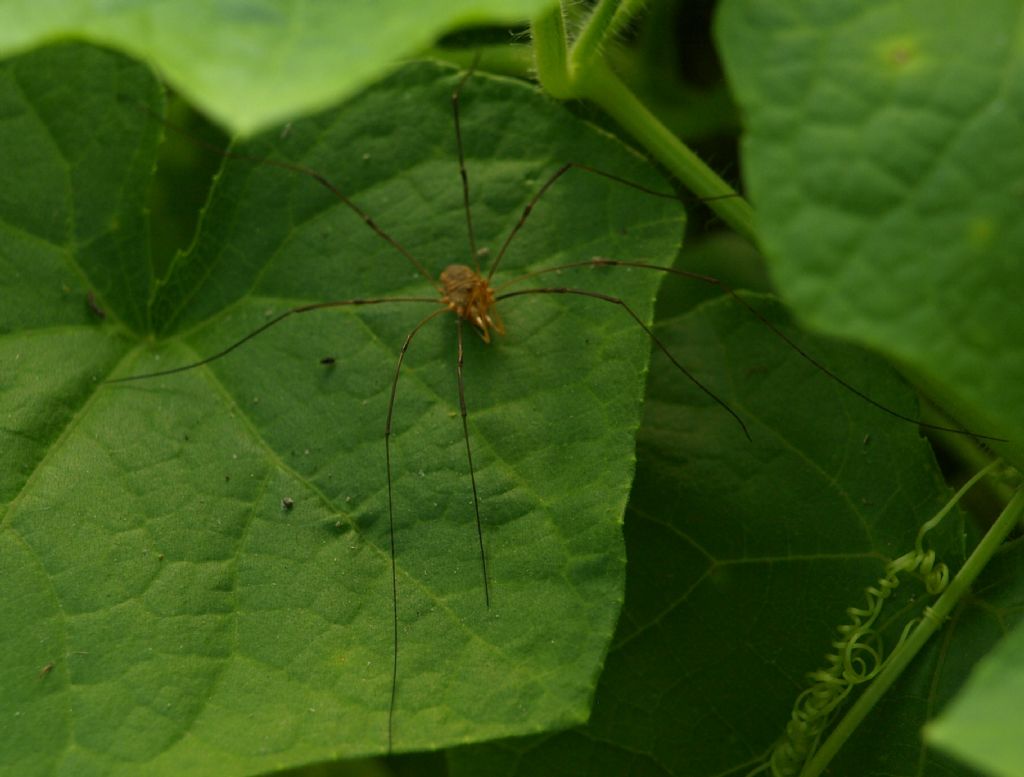 Phalangium opilio (Phalangiidae)