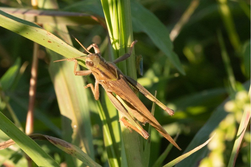 Locusta migratoria