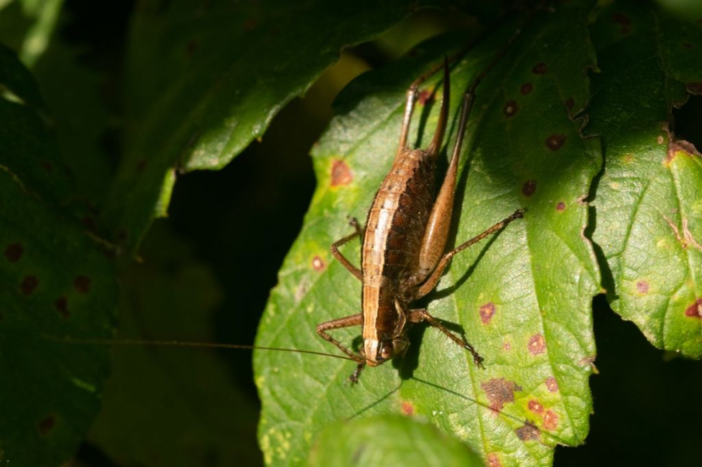 Yersinella raymondii