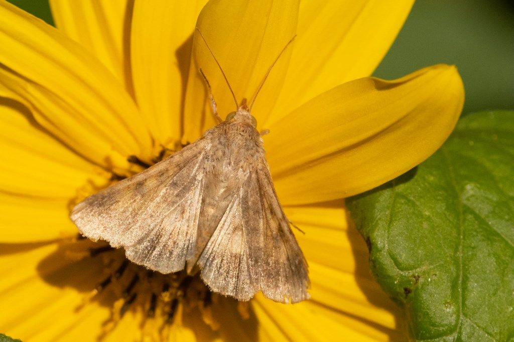 Helicoverpa armigera  - Noctuidae