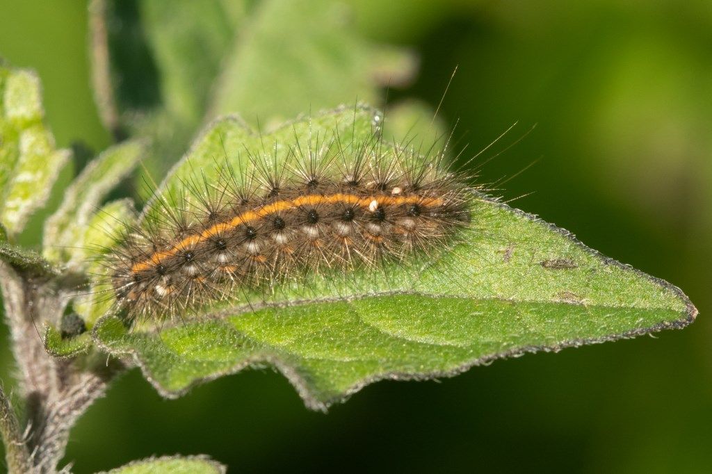 Phragmatobia fuliginosa - Erebidae