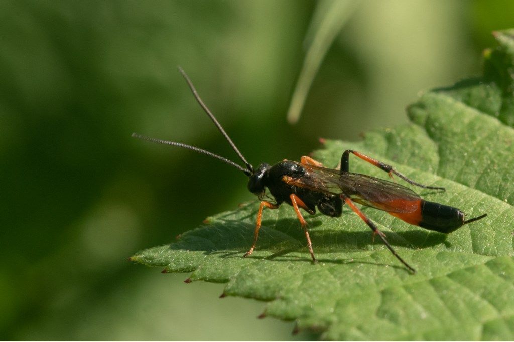 Ichneumonidae Campopleginae: Dusona sp.