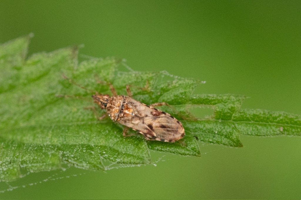 Lygaeidae: Belonochilus numenius