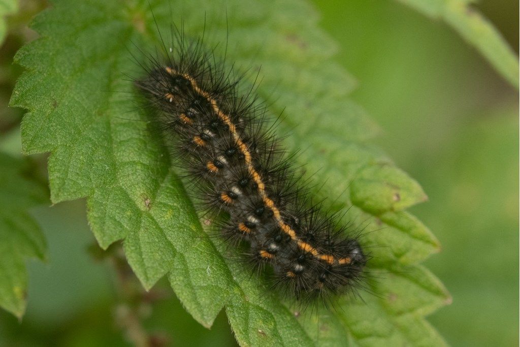 Bruco da identificare : Phragmatobia fuliginosa?  S !