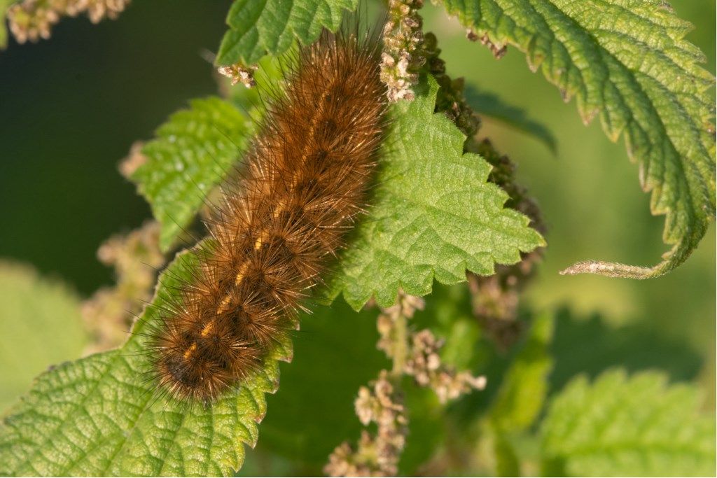 Bruco da identificare : Phragmatobia fuliginosa?  S !